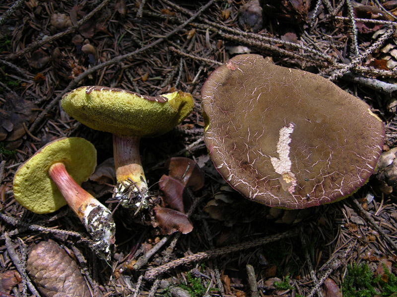 Xerocomus ferrugineus?